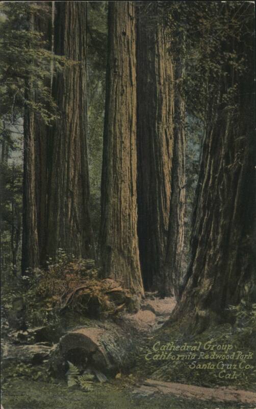 Cathedral Group California Redwood Park Santa Cruz