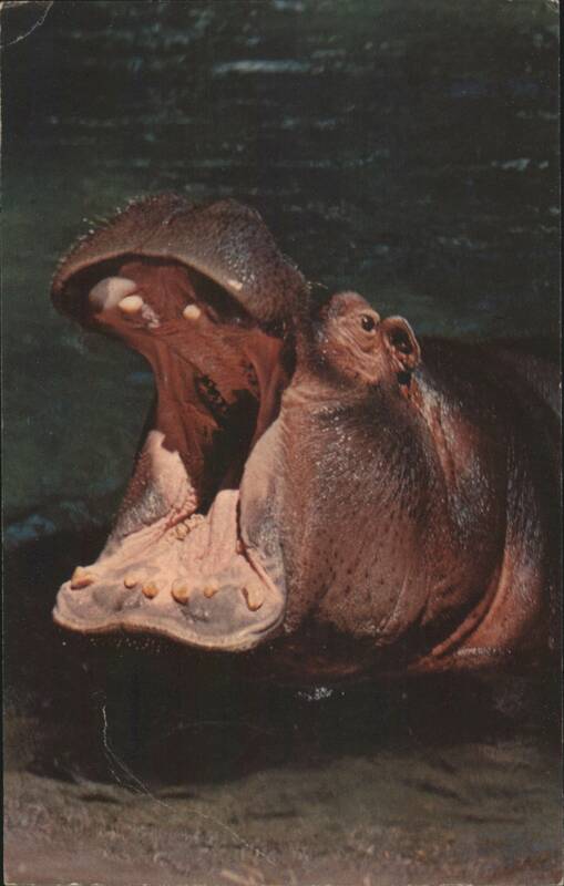 Hippopotamus Yawning, San Diego Zoo, Animal Color Series