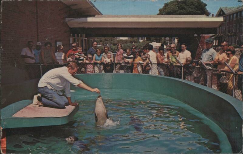 Man Feeding Dolphin at Woods Hole Aquarium, Cape Cod, MA Massachusetts