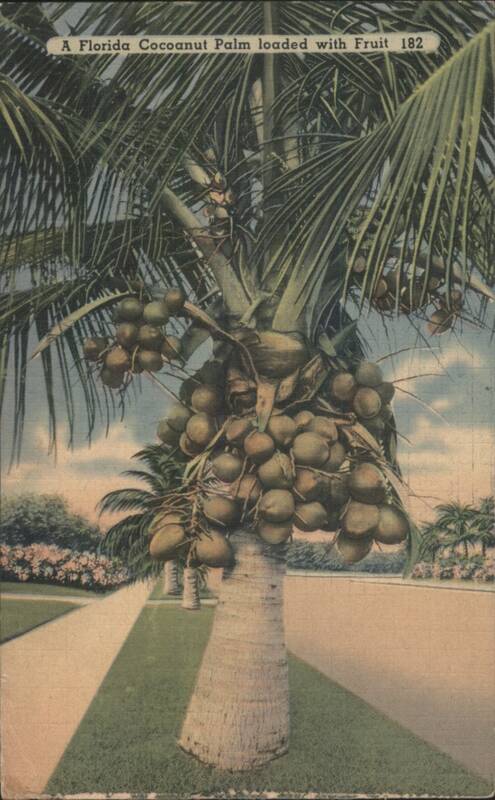 Florida Cocoanut Palm Loaded with Fruit