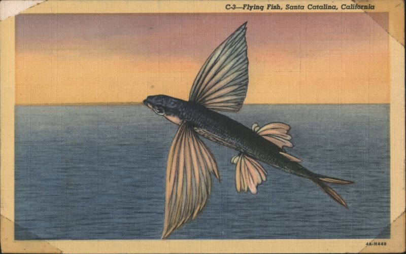Flying Fish, Santa Catalina, California Santa Catalina Island