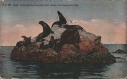 Seals on the Rocks Near the Cliff House, San Francisco Postcard