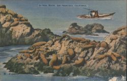 Seal Rocks with Boat, San Francisco Postcard