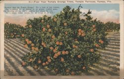 Four Year Temple Orange Trees, Temple Terraces Postcard