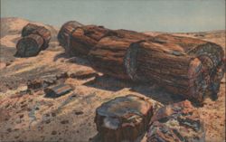 Giant Logs in Rainbow Forest, Petrified Forest, AZ Postcard