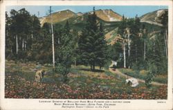Wild Flowers, Rocky Mountain National Park, Estes Park Postcard
