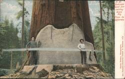 28-Foot Saw Used for Cutting Big Trees, California Postcard