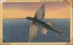 Flying Fish, Santa Catalina, California Postcard