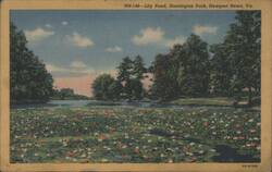 Lily Pond, Huntington Park, Newport News, VA Postcard