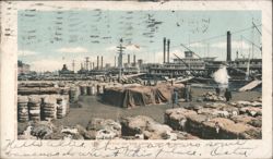 Cotton on the Levee, New Orleans Postcard