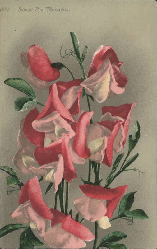 Sweet Pea Blossoms Floral Illustration No. 1977 Flowers