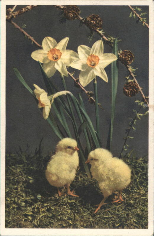 Two Yellow Chicks and White Daffodils Easter Greeting