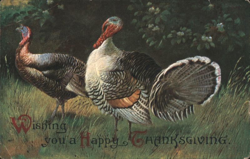 Wishing You a Happy Thanksgiving Two Turkeys Illustration