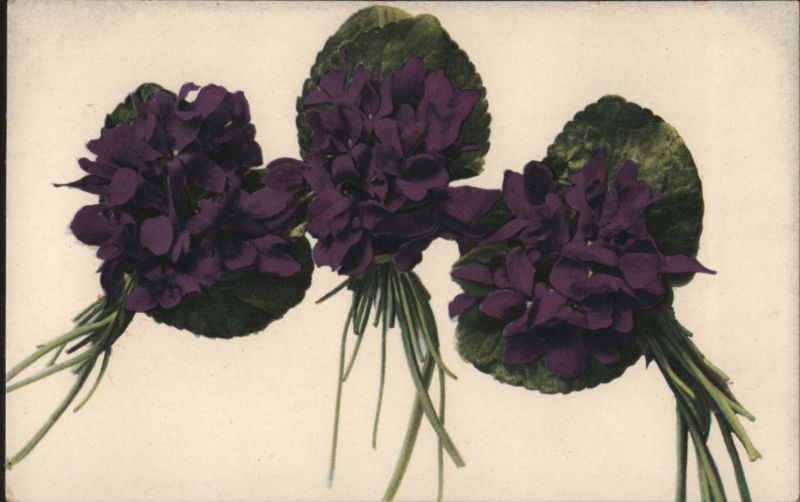 Three Bouquets of Purple Violets Flowers