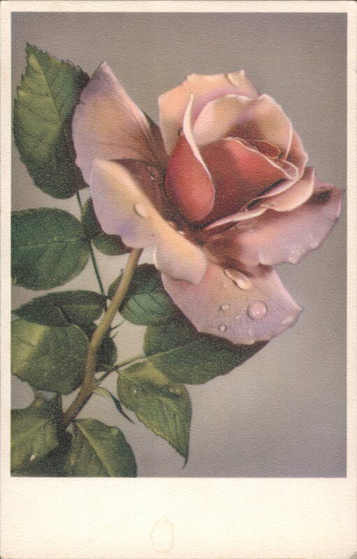 Pink Rose with Water Droplets Flowers