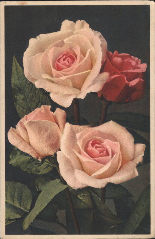 Four Pink and Red Roses Floral Still Life Study Thor E. Gyger