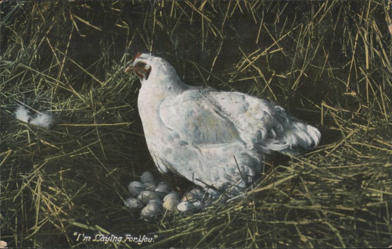 I'm Laying For You White Chicken with Eggs in Nest