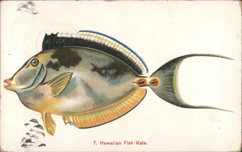 Hawaiian Fish Kala Illustration Honolulu