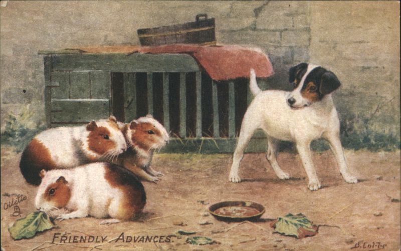 Friendly Advances Guinea Pigs and Jack Russell Terrier