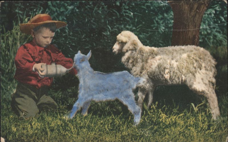 Boy Bottle-Feeding a Blue Goat and Sheep Children