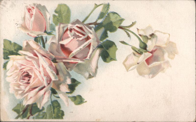 Pink and White Roses Floral Illustration Flowers