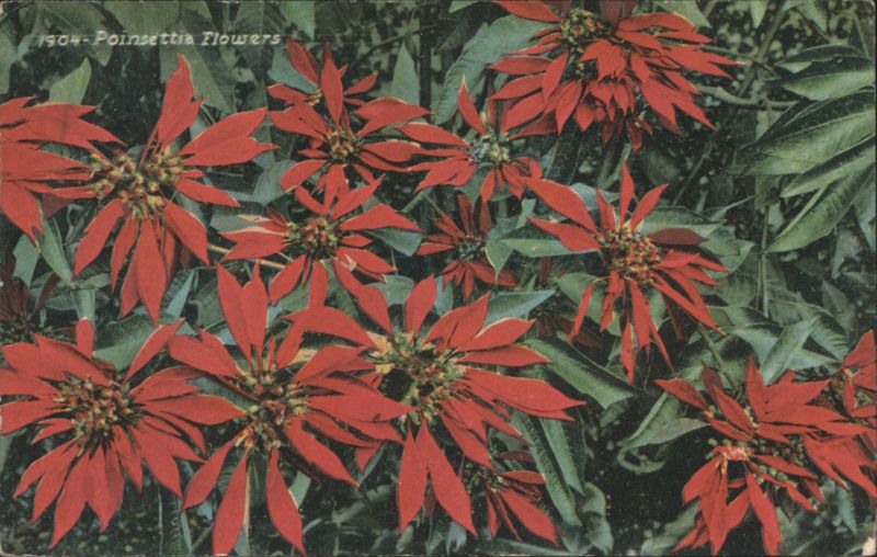 1904 Poinsettia Flowers