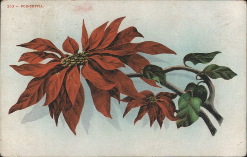 Poinsettia Flower Illustration Flowers