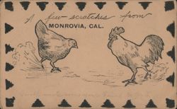 A Few Scratches from Monrovia, California with Chickens Postcard