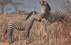 Two Zebras in Tall Grass, Series No 724 Postcard