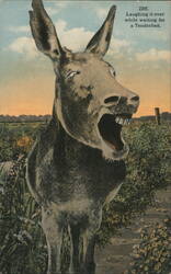 Laughing Donkey Waiting for a Tenderfoot Postcard
