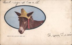 Donkey Wearing a Hat - How D'you Like My New Lid? Postcard