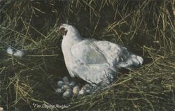 "I'm Laying For You" White Chicken with Eggs in Nest Postcard