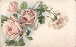 Pink and White Roses Floral Illustration Postcard