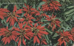 1904 Poinsettia Flowers Postcard