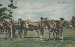 U.S. Army Mules and Soldiers, Army Series No. 3 Postcard