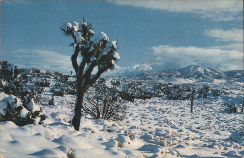 Snow-Covered Joshua Tree in Winter Desert Landscape