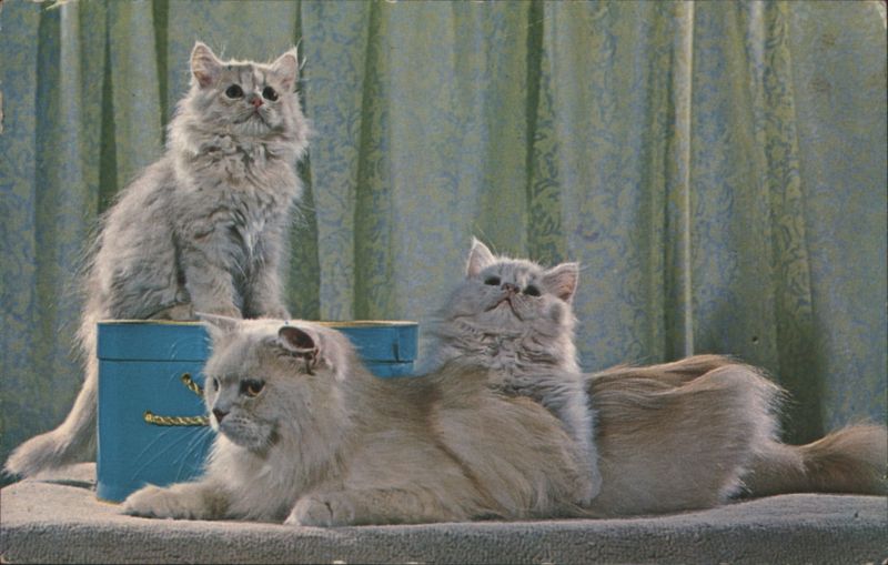 Purebred Cream Persian Mother and Kittens Cats