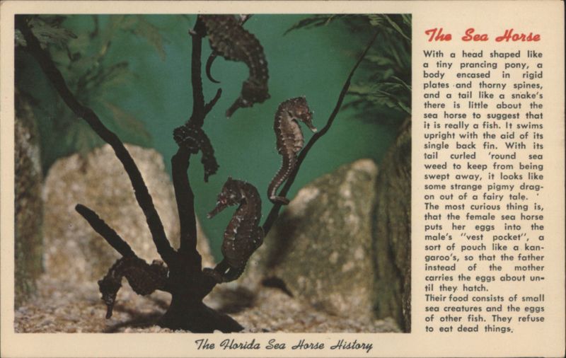 The Florida Sea Horse History, Marine Studios Marineland