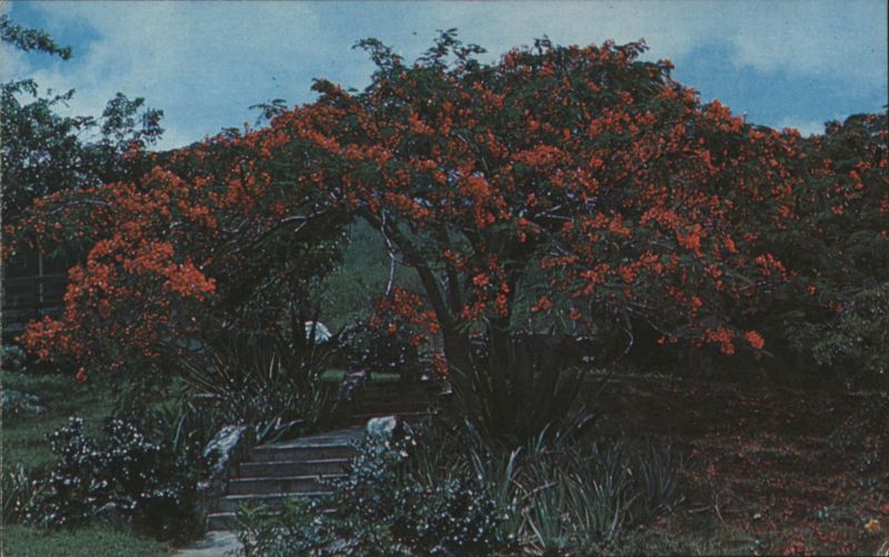Flamboyant Tree in Full Bloom St. Croix Virgin Islands