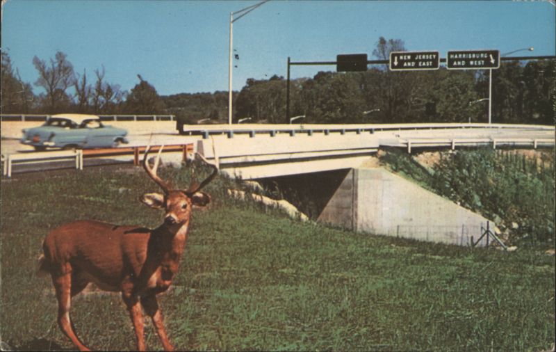 Buck Deer and Highway Signs on the Pennsylvania Turnpike Somerset