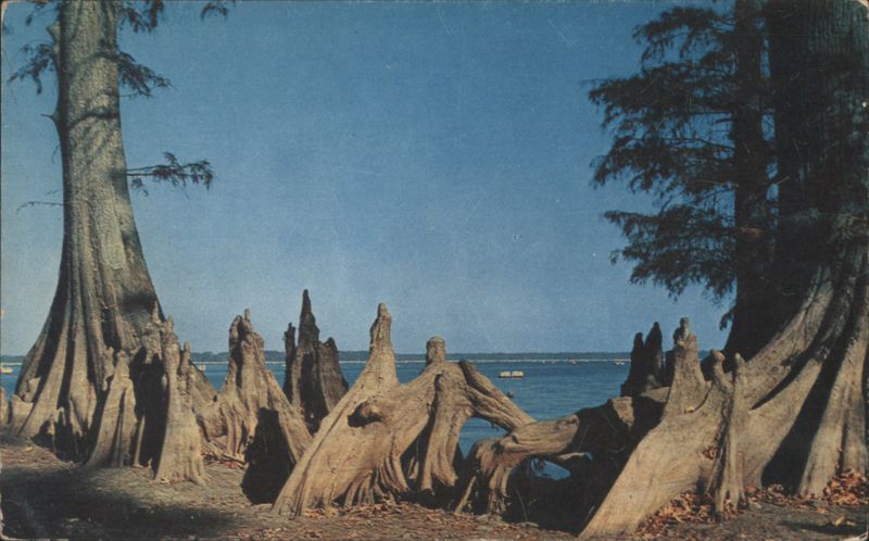 Cypress Knees at Reelfoot Lake Tennessee Paul A. Moore