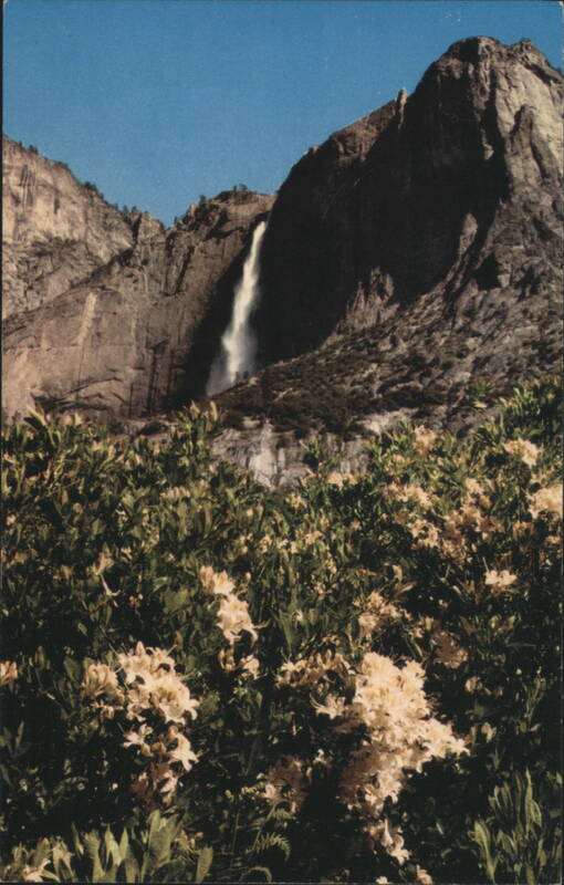 Yosemite Falls, Yosemite Point and Azaleas Yosemite National Park California