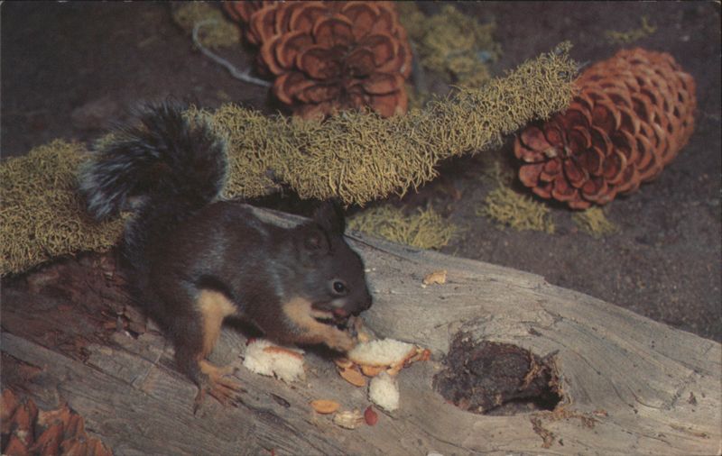 Douglas Squirrel (Chickaree) in Sequoia National Park Sequoia and Kings Canyon National Parks California
