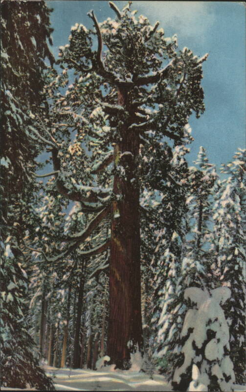 Grizzly Giant Sequoia, Mariposa Grove Yosemite National Park California