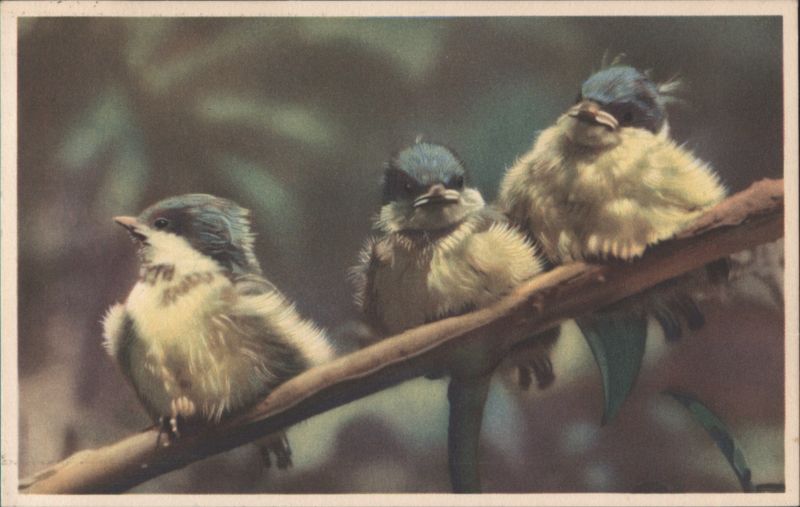 Three Fluffy Birds Perched on a Branch