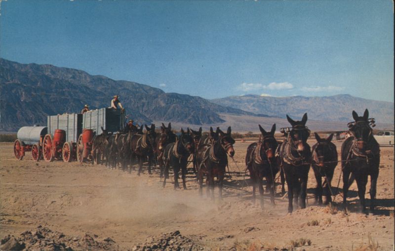 Twenty Mule Team Wagon Train Crossing the Desert California