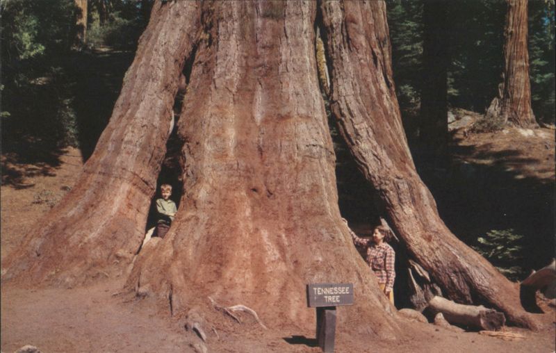 Tennessee Tree, General Grant Grove, Kings Canyon