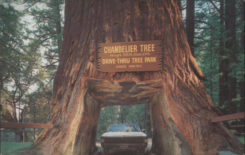 Chandelier Drive-Thru Tree at Drive-Thru Tree Park