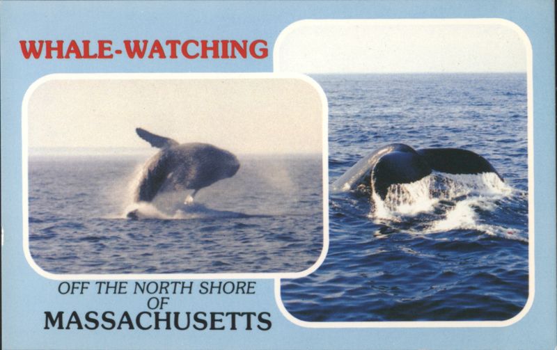 Whale-Watching Off the North Shore of Massachusetts
