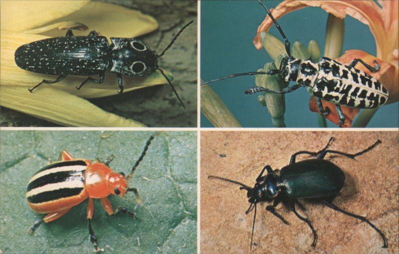 Eye Elater, Cottonwood Borer, Flea & Fiery Ground Beetles